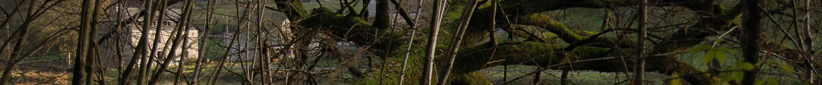 Bannière Vente de bois